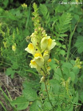Lnice kvtel - Linaria vulgaris Mill.