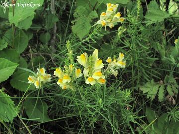 Lnice kvtel - Linaria vulgaris Mill.