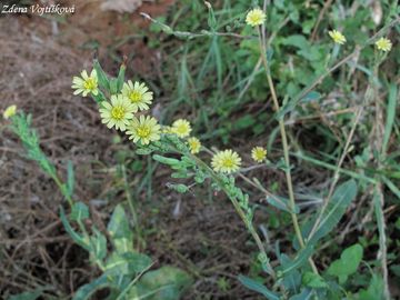 Fotogalerie: Locika kompasov - Lactuca serriola L.