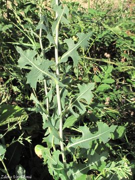 Locika kompasov - Lactuca serriola L.