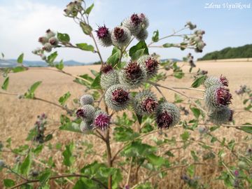 Fotogalerie: Lopuch plstnat - Arctium tomentosum Mill.