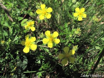 Fotogalerie: Mochna stbrn - Potentilla argentea L.