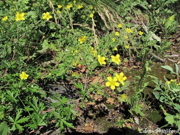 Mochna stbrn - Potentilla argentea L.