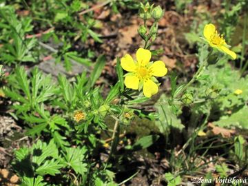 Mochna stbrn - Potentilla argentea L.