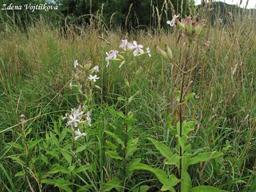 Mydlice lkask - Saponaria officinalis L.