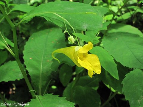 Fotogalerie: Netkavka nedtkliv - Impatiens noli-tangere L.