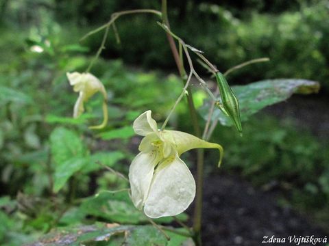 Netkavka nedtkliv - Impatiens noli-tangere L.