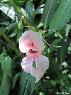 Fotogalerie: Netkavka lznat - Impatiens glandulifera Royle