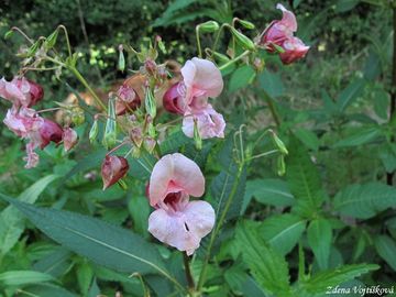 Netkavka lznat - Impatiens glandulifera Royle