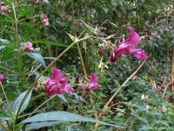 Netkavka lznat - Impatiens glandulifera Royle