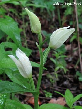 Fotogalerie: Okrotice bl - Cephalanthera damasonium (Mill.) Druce