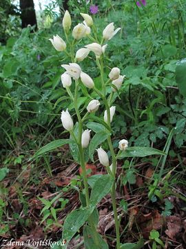 Okrotice bl - Cephalanthera damasonium (Mill.) Druce