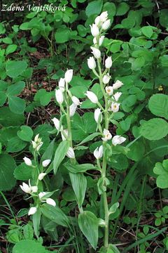 Okrotice bl - Cephalanthera damasonium (Mill.) Druce