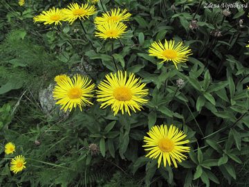 Oman srstnat - Inula hirta L.