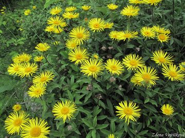 Oman srstnat - Inula hirta L.