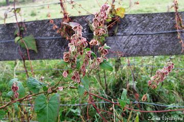 Opletka kovitn - Fallopia dumetorum (L.) Holub