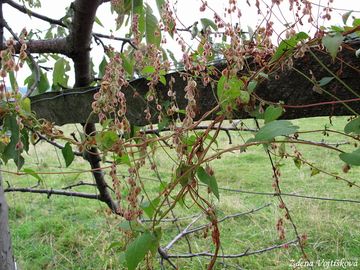 Opletka kovitn - Fallopia dumetorum (L.) Holub