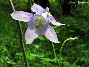 Fotogalerie: Orlek obecn - Aquilegia vulgaris L.