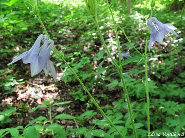 Orlek obecn - Aquilegia vulgaris L.