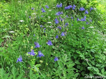 Orlek obecn - Aquilegia vulgaris L.