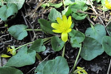 Fotogalerie: Orsej blatoucholist - Ficaria calthifolia Rchb.