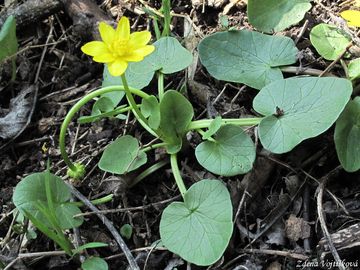 Orsej blatoucholist - Ficaria calthifolia Rchb.