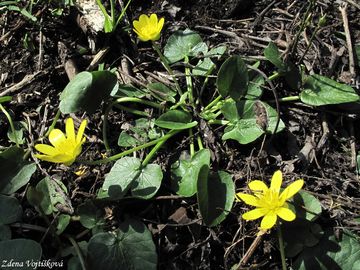 Orsej blatoucholist - Ficaria calthifolia Rchb.