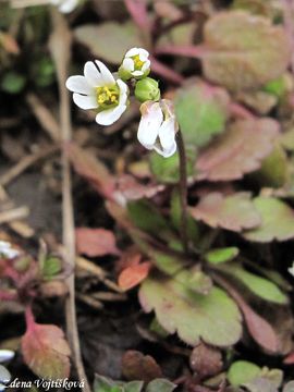 Fotogalerie: Osvka jarn - Erophila verna (L.) Bess.