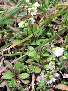 Osvka jarn - Erophila verna (L.) Bess.