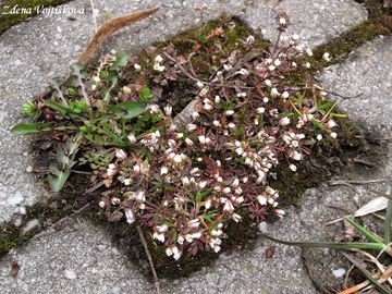 Osvka jarn - Erophila verna (L.) Bess.