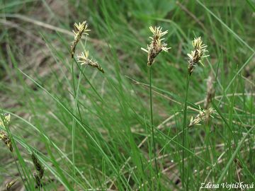 Ostice asn - Carex praecox Schreb.