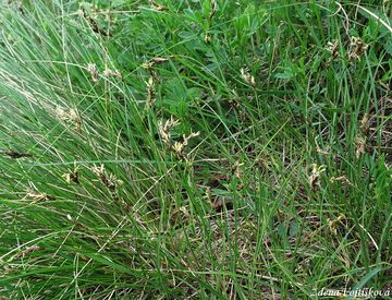 Ostice asn - Carex praecox Schreb.