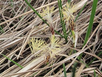 Fotogalerie: Ostice nzk - Carex humilis Leyss.