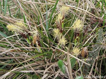 Ostice nzk - Carex humilis Leyss.
