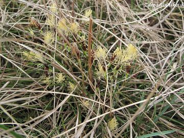 Ostice nzk - Carex humilis Leyss.