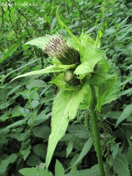 Fotogalerie: Pch zelinn - Cirsium oleraceum (L.) Scop.