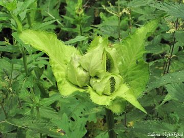 Pch zelinn - Cirsium oleraceum (L.) Scop.