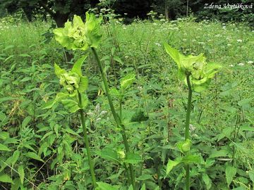 Pch zelinn - Cirsium oleraceum (L.) Scop.