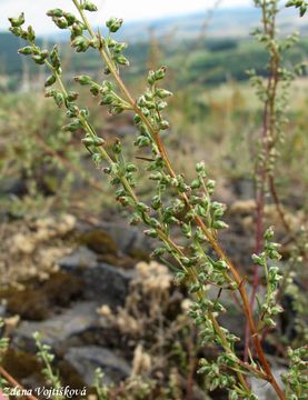 Fotogalerie: Pelynk ladn - Artemisia campestris L.