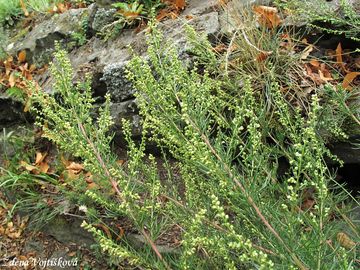 Pelynk ladn - Artemisia campestris L.