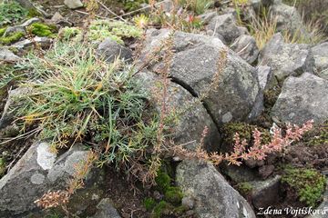 Pelynk ladn - Artemisia campestris L.