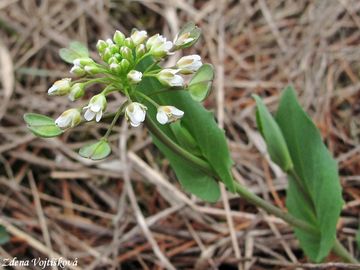 Fotogalerie: Thlaspi perfoliatum L. - Penzek prorostl