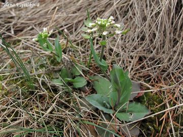 Thlaspi perfoliatum L. - Penzek prorostl