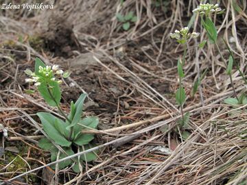 Thlaspi perfoliatum L. - Penzek prorostl