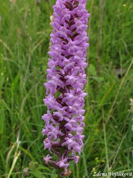 Fotogalerie: Ptiprstka hustokvt - Gymnadenia densiflora (Wahlenb.) A.Dietr.