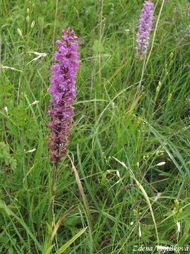 Ptiprstka hustokvt - Gymnadenia densiflora (Wahlenb.) A.Dietr.