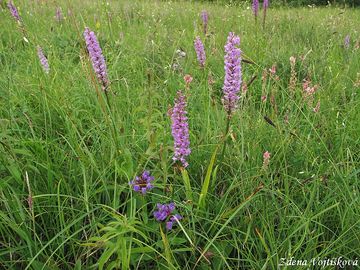 Ptiprstka hustokvt - Gymnadenia densiflora (Wahlenb.) A.Dietr.