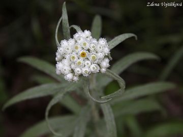 Plesnivka perlov - Anaphalis margaritacea (L.) Benth. et Hook.