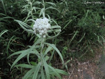 Plesnivka perlov - Anaphalis margaritacea (L.) Benth. et Hook.