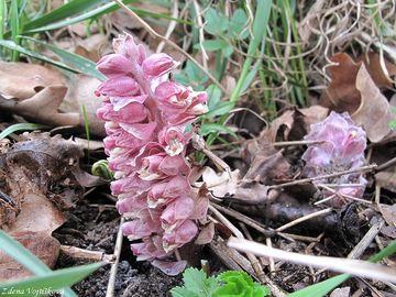 Fotogalerie: Podblek upinat - Lathraea squamaria L.